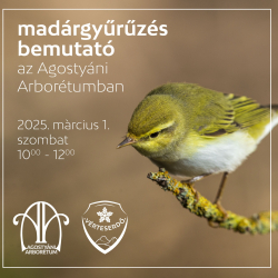 Madárgyűrűzés bemutató