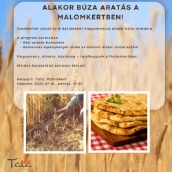 Alakor búza aratás a Malomkertben