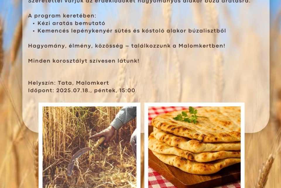 Alakor búza aratás a Malomkertben