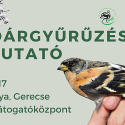 Madárgyűrűzési bemutató