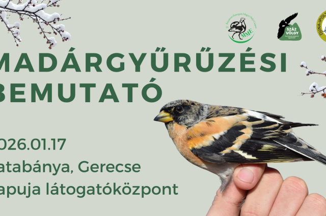 Madárgyűrűzési bemutató