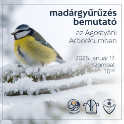 Madárgyűrűzési bemutató