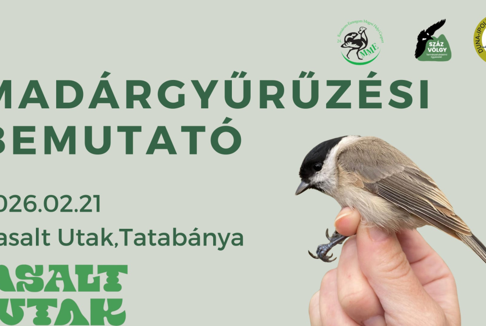 Madárgyűrűzési bemutató